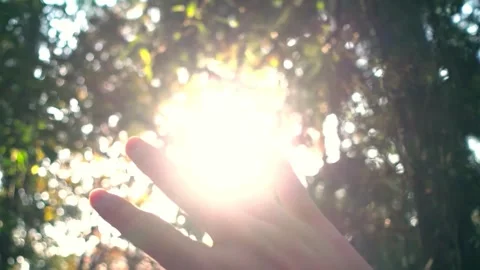 Hand Reaching for Sunlight Through Green Leaves Stock Footage 309547226