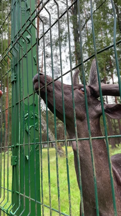 Hand reaching through a fence to feed a young deer. Antlered stag approachi.. Stock Footage 340545155