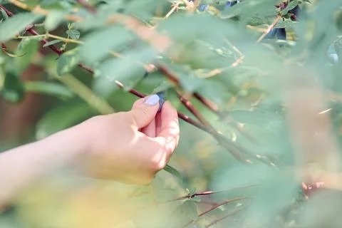 Hand reaching through foliage for honeysuckle berry Stock Photos