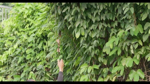 Hand Reaching Toward Dense Green Vine Wall 스톡 동영상 331296843