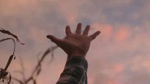 Hand Reaching Towards Sky During Pink Sunset (Below) Stock Footage 81563528