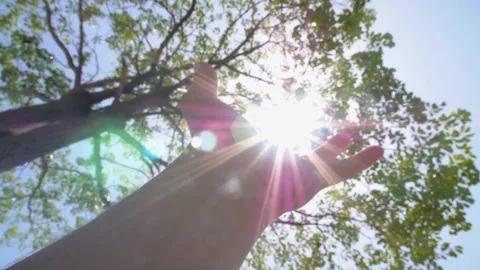 Hand Reaching Up Towards Sun Through Green Leaves Stock Footage 346025975