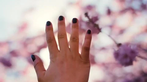 Hand Reaching Towards Sunlight with Blossoms Stock Footage 346026181