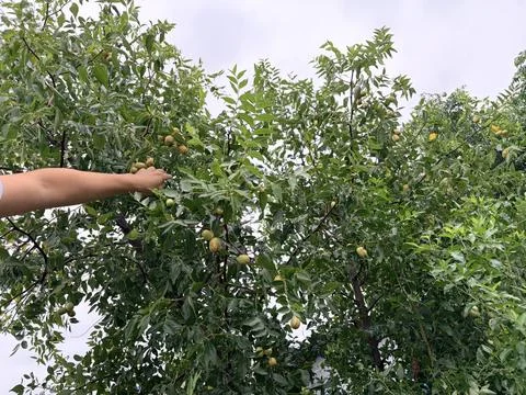 A hand reaching for walnuts on a tree. Stock Photos