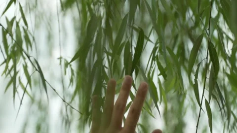 Hand reaching a Weeping willow Salix babylonica Hangzhou China Stock Footage 149938632