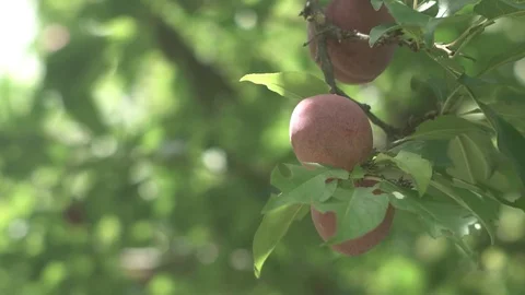 Hand reaps a plum in slow motion 스톡 동영상 123799621