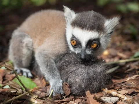 A hand-reared young ring-tailed lemur holds a hairball designed to be his mother Stock Photos