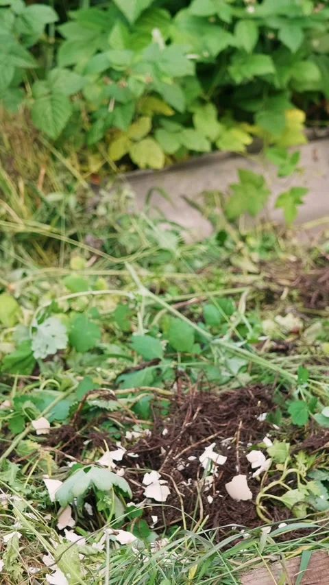 Hand in red glove throws egg shell into compost heap in backyard. Stock Footage 269545449