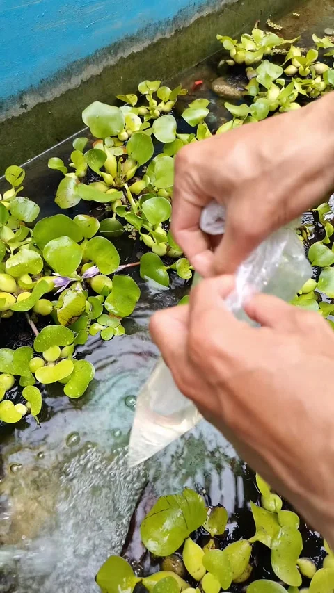 Hand releasing fish from a plastic bag into the pond Stock Footage 332143799