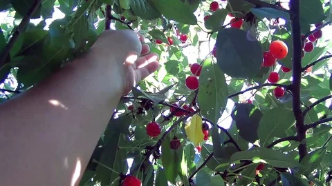Hand to remove cherry from the branch Video stock 78057002