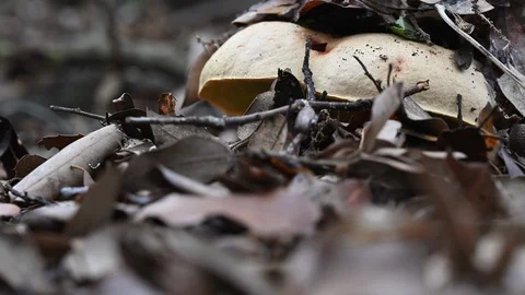 Hand remove the leaves of the undergrowth from a big mushroom in the wood Vídeo Stock 120009880