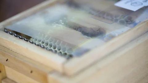 Hand remove plastic from beehive box Stock Footage 108737693