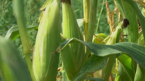Hand is removed from the ripe cobs corn stalk Stock Footage 70982305
