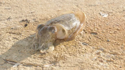 A Hand Removing The Bait From A Caught Squid On Sandy Ground While The Squid Stock Footage 301362671
