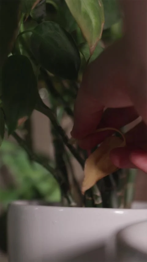 Hand removing dry yellow leaf from spathiphyllum houseplant close up Video stock 344876993
