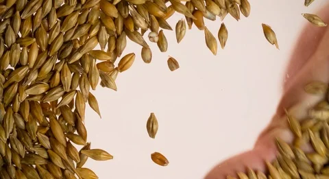 Hand removing Wheat grain Background bottom view Slow motion Stock Footage 103642643