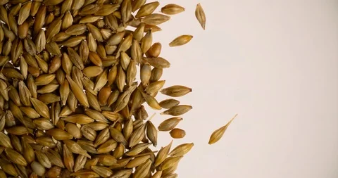Hand removing Wheat grain for Copyspace Background bottom view 4K Stock Footage 103642528