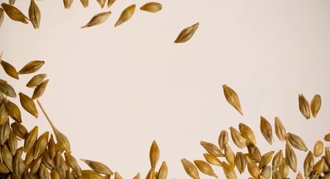 Hand removing Wheat grain for Copyspace bottom view Slow motion Stock Footage 103642641