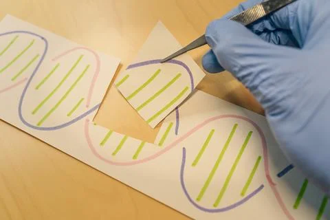 Hand replacing part of a DNA molecule. Genetic engineering and gene manipulation Foto stock