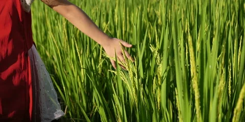 Hand rice field Stock Footage 162117751