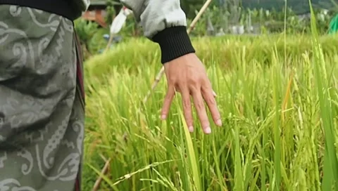 Hand in rice field Stock Footage 223357980