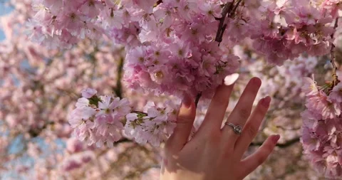 Hand with ring touching sakura cherry blossom flowers in sunlight, spring Stock Footage 331262881