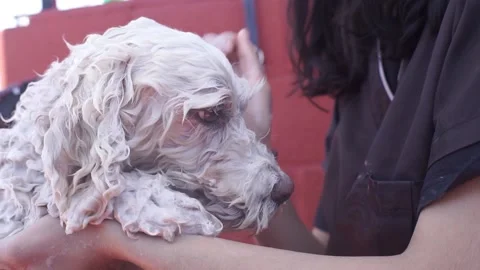 A hand rinsing the dog's muzzle Stock Footage 136615383