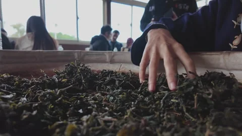 Hand rolling tea leaves during a traditional tea making experience Stock Footage 342408721