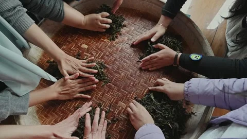 Hand rolling tea leaves during a traditional tea making experience Stock Footage 342409270