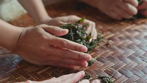 Hand rolling tea leaves during a traditional tea making experience Stock Footage 342409290