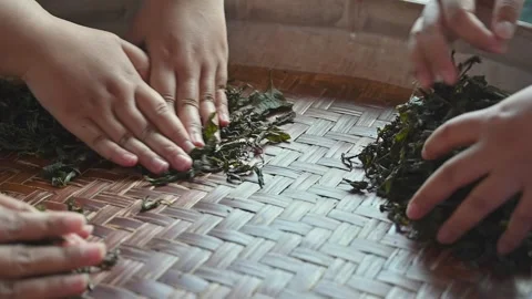 Hand rolling tea leaves during a traditional tea making experience Stock Footage 342409343