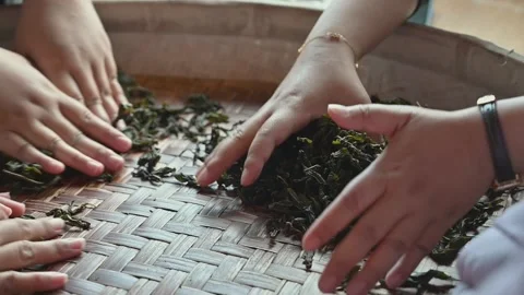 Hand rolling tea leaves during a traditional tea making experience Stock Footage 342409357