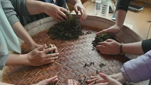 Hand rolling tea leaves during a traditional tea making experience Stock Footage 342409401
