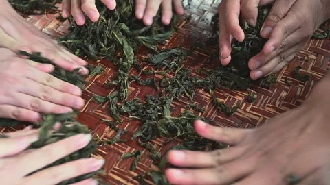 Hand rolling tea leaves during a traditional tea making experience Stock Footage 342409441