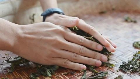 Hand rolling tea leaves during a traditional tea making experience Stock Footage 342409465