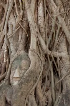 Hand root tree carry buddha head 스톡 사진