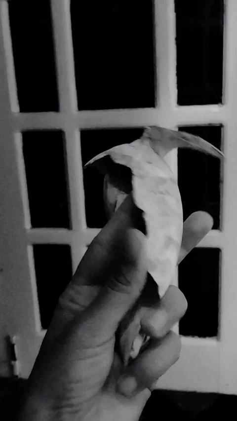 Hand Rotating Seashell Closeup All Angles Black and White, Moody Slow Motion Mac Stock Footage 326225406