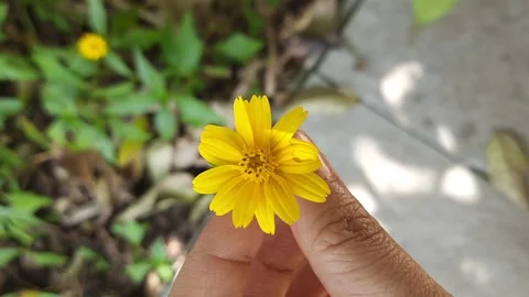 Hand Rotating Yellow Wildflower – Close-Up Nature Aesthetic Shot 動画素材 332551285