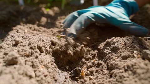A hand in a rubber glove digs in the planted onion bulbs. Planting onions in the Stock Footage 253170965