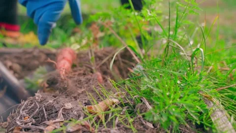 A hand in a rubber glove pulls carrots from the soil of a vegetable garden close Stock Footage 278401968