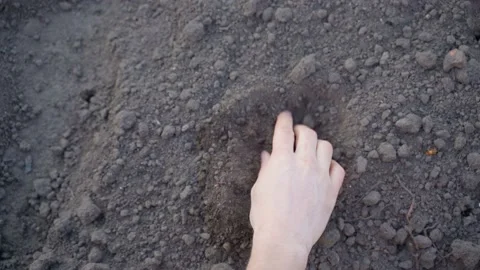 The hand rubs the soil close-up on the background of the garden beds, top view Stock Footage 198027857