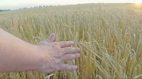 Hand running through barley field Stock Footage 53167361