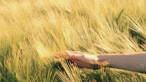 Hand running through the golden wheat Vídeo Stock 102332526