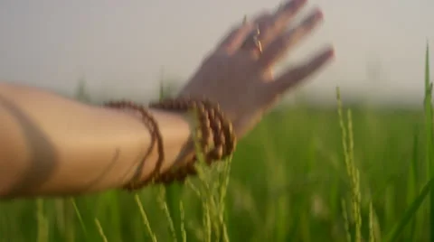 Hand running through tall grass Stock Footage 63082096