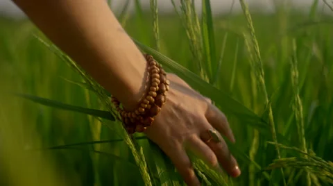 Hand running through tall grass Stock Footage 63082133