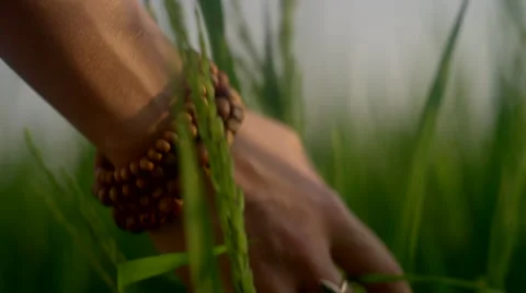 Hand running through tall grass Stock Footage 63082837