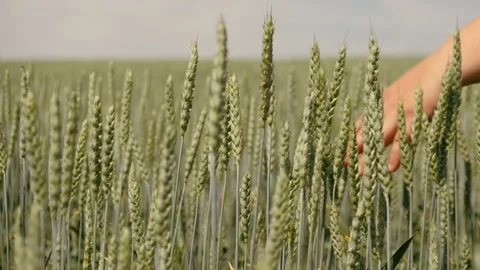 Hand runs over ears of wheat Stock Footage 144232287