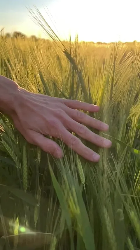 Hand runs through the grass on a beautiful green meadow at sunset Stock Footage 237872309