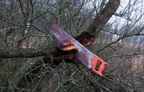 Hand saw in an old tree. Stock Photos