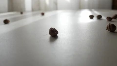 Hand Scattering Dried Tiger Nuts on White Table Indoors in Bright Natural Stock Footage 336477643